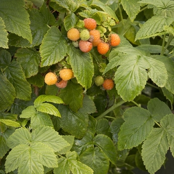 Rubus idaeus var. strigosus 'Fall Gold' 