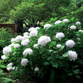 Hydrangea macrophylla 'Sister Theresa' 