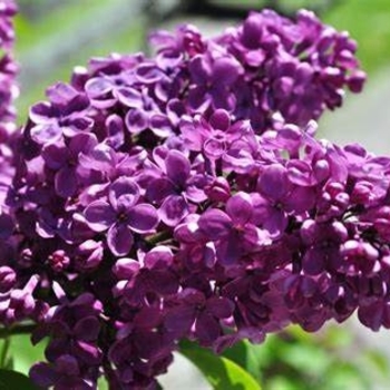 Syringa vulgaris 'Agincourt Beauty' 