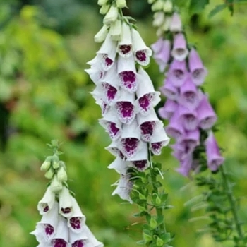 Digitalis purpurea 'Pam's Choice Split' 