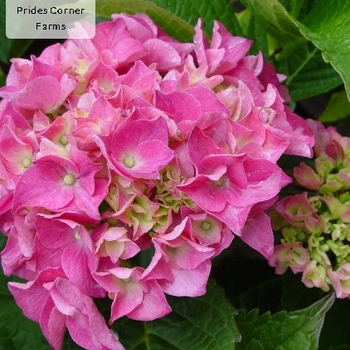 Hydrangea macrophylla 'Dwarf Pink' 