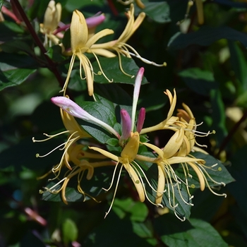 Lonicera periclymenum 'Graham Thomas' 