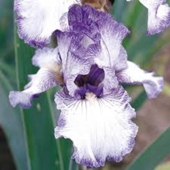 Iris germanica 'Earl of Essex' 