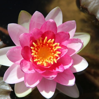 Nymphaea odorata