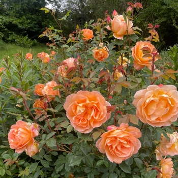 Rosa 'Lady of Shalott' 