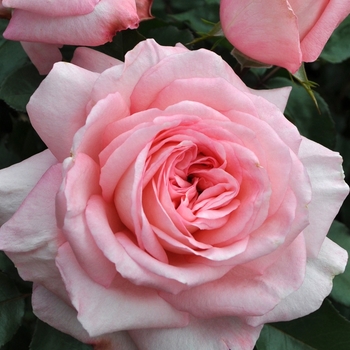 Rosa 'Savannah™' KORvioros