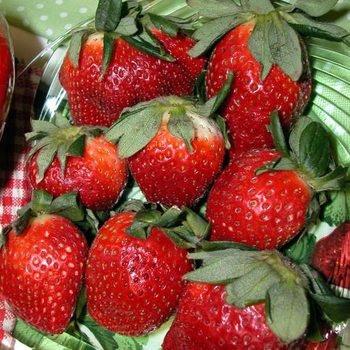 Fragaria 'Surecrop' 