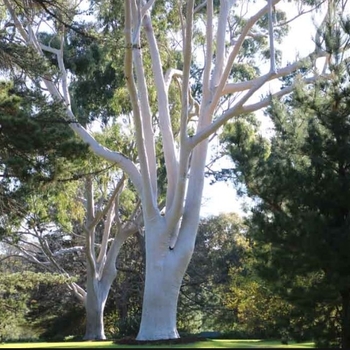 Eucalyptus citriodora