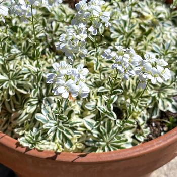 Arabis sturii 'Arctic Fox'