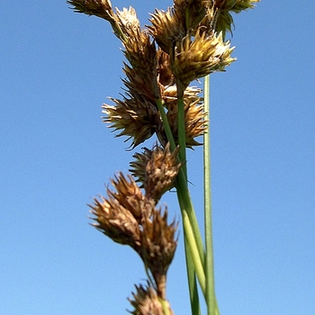 Carex bicknellii