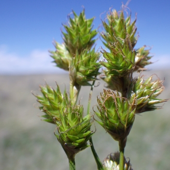 Carex brevior