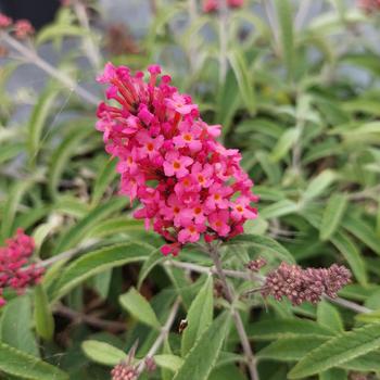 Buddleia davidii Baby Buzz® 'Lipstick pink'