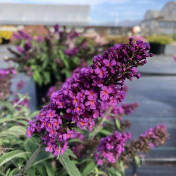 Buddleia davidii Baby Buzz® Purple