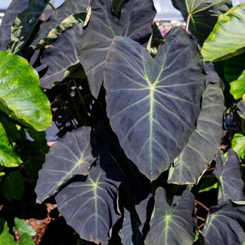 Colocasia esculenta 'Hawaiian Luau' 