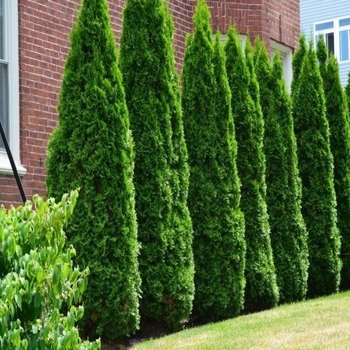 Thuja occidentalis 'SMTOTM' 