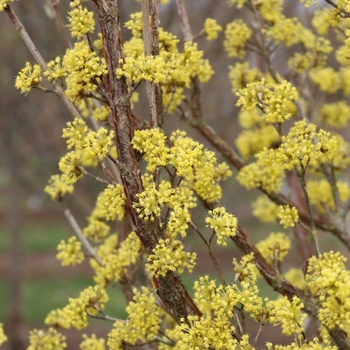 Cornus mas 'JFS PN4Legacy' 