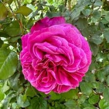 Rosa 'Young Lycidas' 