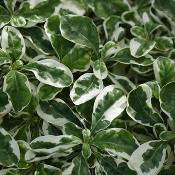 Alternanthera ficoidea 'Snow Queen' 