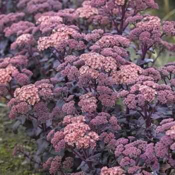 Sedum 'Diamond' 