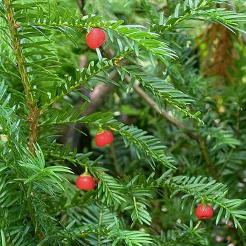 Taxus canadensis