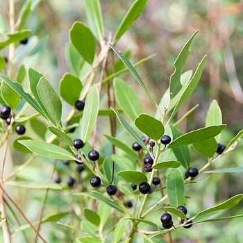 Ilex glabra 'Nigra' 