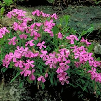 Silene caroliniana var. wherryi 'Short and Sweet' 