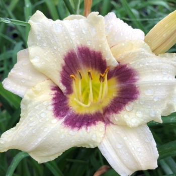 Hemerocallis 'Pandora's Box' 