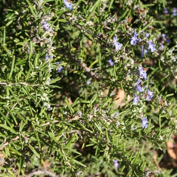 Rosmarinus officinalis 'Sapphire Spreader' 