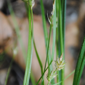 Carex albicans