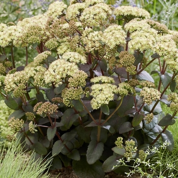 Sedum 'Eline' PP24772