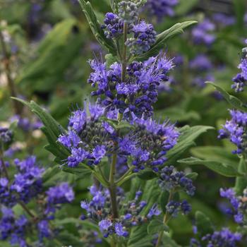 Caryopteris x clandonensis 'Emerald Crest' PP34852