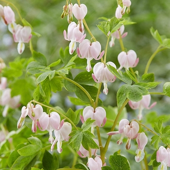 Dicentra spectabilis 'Cupid' 