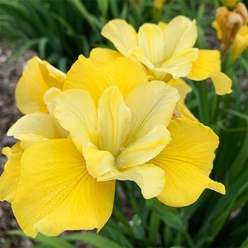 Iris sibirica 'Sunfisher' 