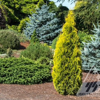 Thuja occidentalis 'Jantar' 