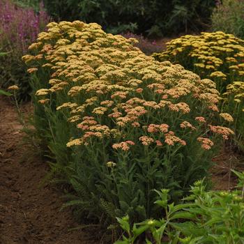 Achillea millefolium 'Balvinterra' 