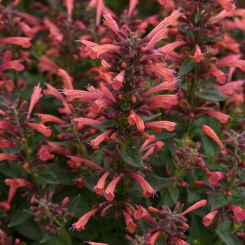 Agastache mexicana Summerlong™ Coral