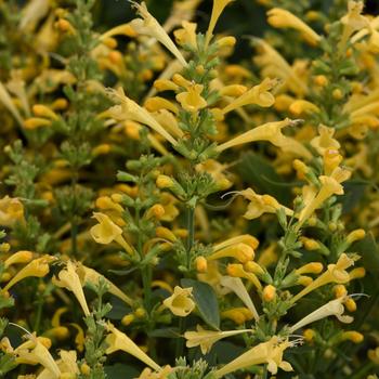 Agastache mexicana Summerlong™ Lemon