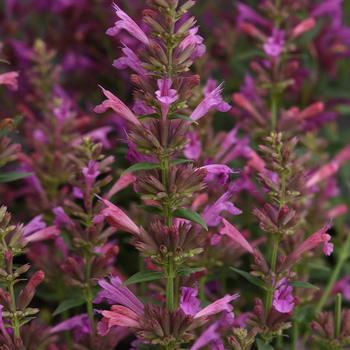 Agastache mexicana Summerlong™ Magenta