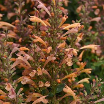 Agastache mexicana 'Balsumleac' 