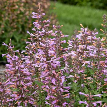 Agastache rupestris 'Pinky Pie' 