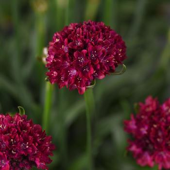 Armeria pseudarmeria Dreameria® 'Hypnotic Dreams'