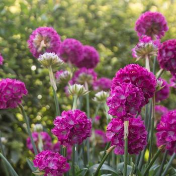 Armeria pseudarmeria Dreameria® 'Dream Weaver'