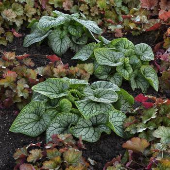 Brunnera macrophylla 'Frostline' 