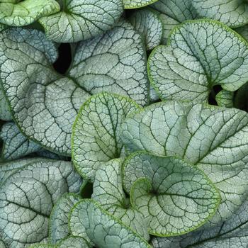 Brunnera macrophylla 'Permafrost' 