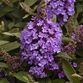 Buddleia davidii