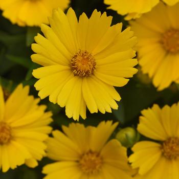 Coreopsis 'Baluptold' PPAF