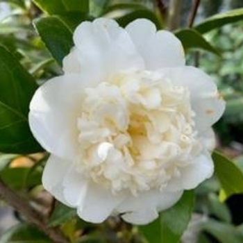 Camellia japonica 'Man Size' 