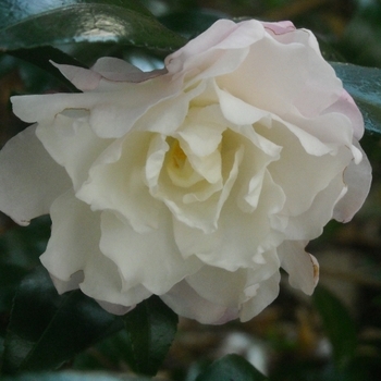 Camellia sasanqua 'Autumn Delight' 