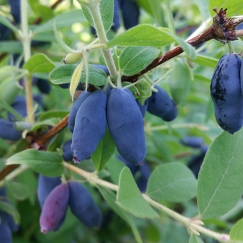 Lonicera caerulea 'Willis' 