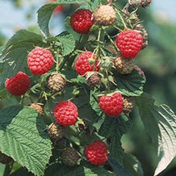 Rubus 'Brazo' 